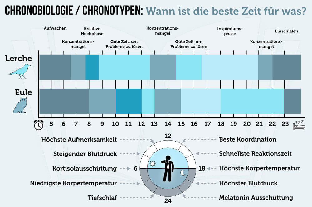 Biorythmus und Chronotyp. Bist du ein Morgenmensch oder eine Nachteule?